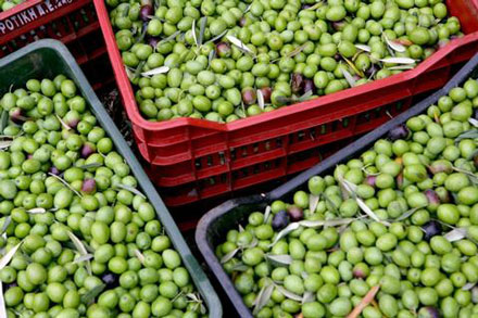 The Olive Oil Scam: If 80% Is Fake, Why Do You Keep Buying It?