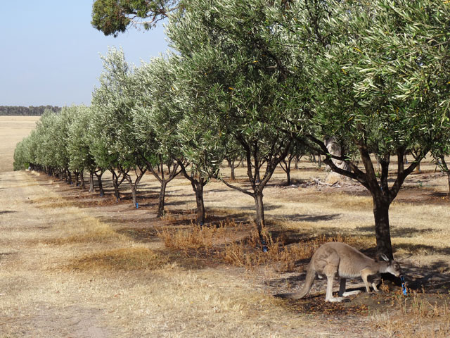 One of Craig Macphedran's images from Currency Creek Olive Grove published in last years Olive Industry Directory.