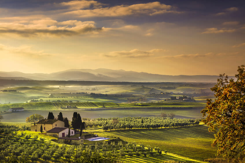 Olive oil tours go from farm to bottle