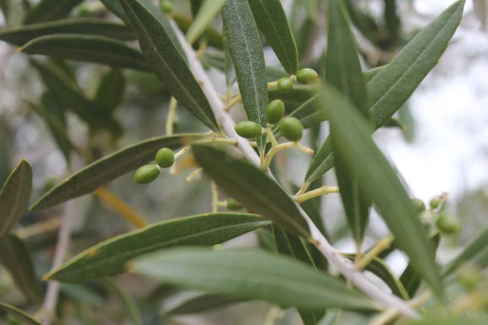 WA olive producers hope for successful 2017 after disaster last season