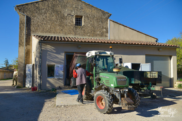 Making olive oil in France the ancestral way