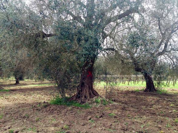 Tunisian olive oil production down 55% in 2016/2017