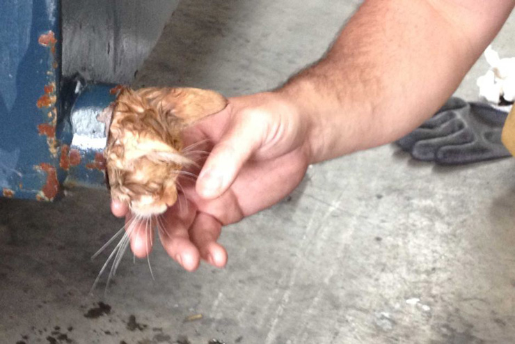 ‘Brian’ the kitten rescued from Melbourne dumpster after being covered in olive oil