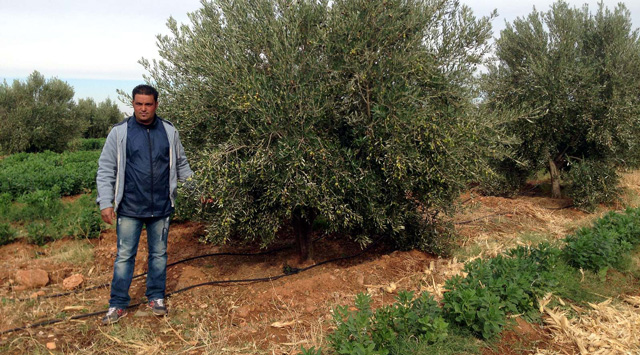 Moroccan farmers combat climate change with olive trees and innovation