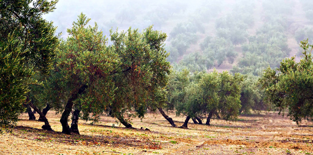 Sharing in the harvest: olive oil CSAs and tree adoption programs