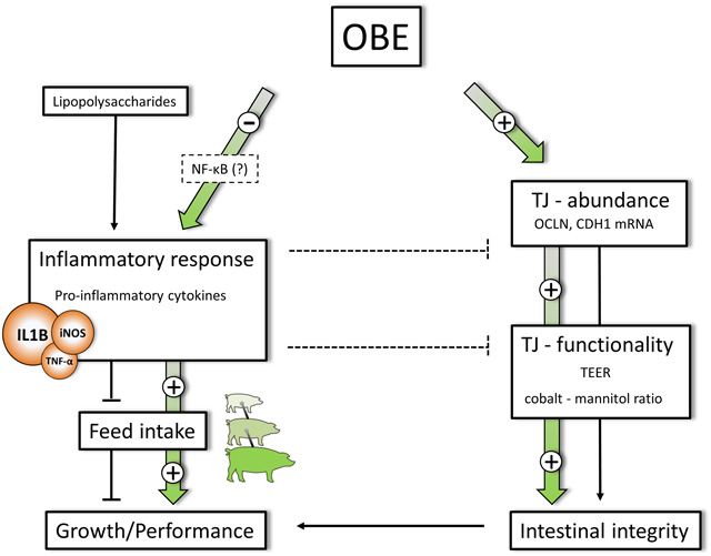 Olive oil bioactives protect pigs against experimentally-induced chronic inflammation independently of alterations in gut microbiota