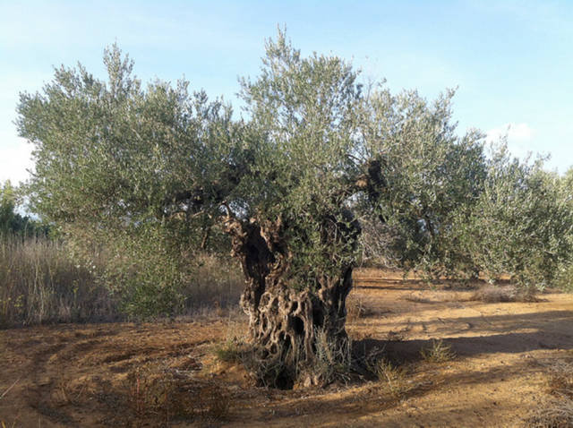 One man’s mission to protect Greece’s ancient olive trees