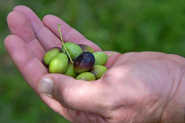 Olives a growing industry