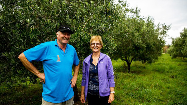 Hamilton and Gaylene McConachy grow olives in Rangitikei at Rata