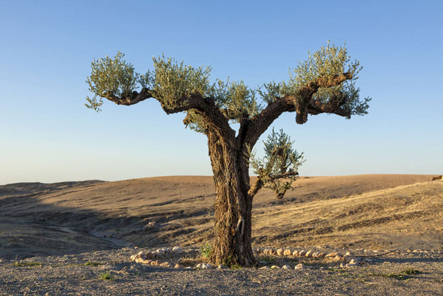 Workshops support Moroccan olive oil sector