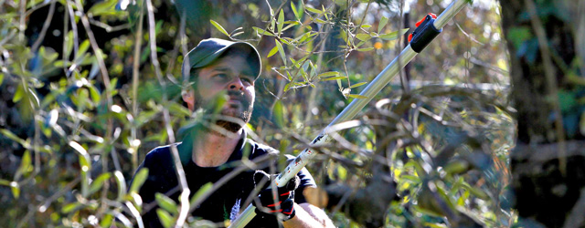 An afternoon with the pruning champion