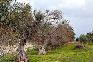 New Xylella-resistant olive cultivar announced