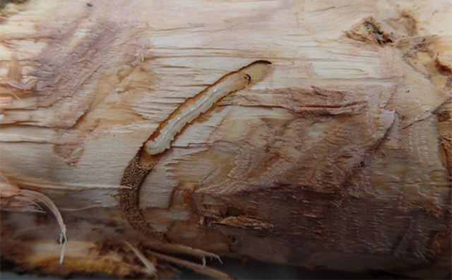 Olive Tree is second non-ash species found vulnerable to emerald ash borer