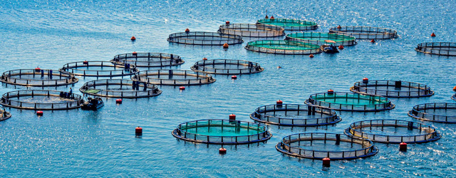 Farmed fish benefit from olive oil in their diets