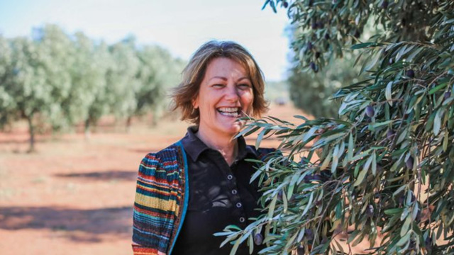 Outback Queensland’s only olive grove sees sharp yield drop due to drought