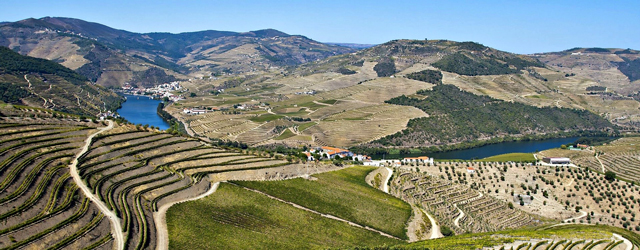 Portugal’s skyrocketing olive oil industry
