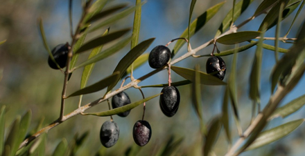 War of the olives? US ready to take on Spain over dumping accusations