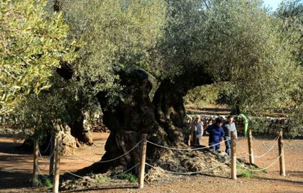 Spain hit by deadly bacteria threatening olive trees