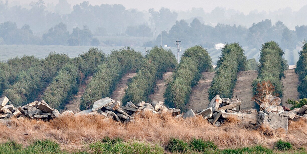 California Olive Ranch pursues regenerative agriculture