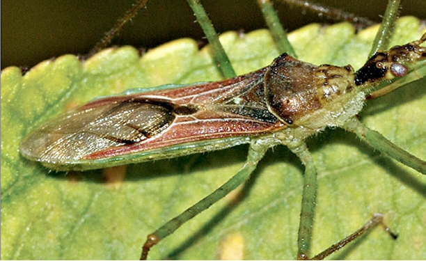 Insect can be effective predator of Meadow Spittlebug vector of Xylella