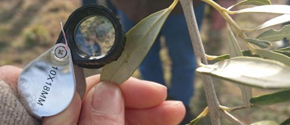 IPDM Field Days continue in Vic, SA and Tas – be there and PROTECT YOUR GROVE!