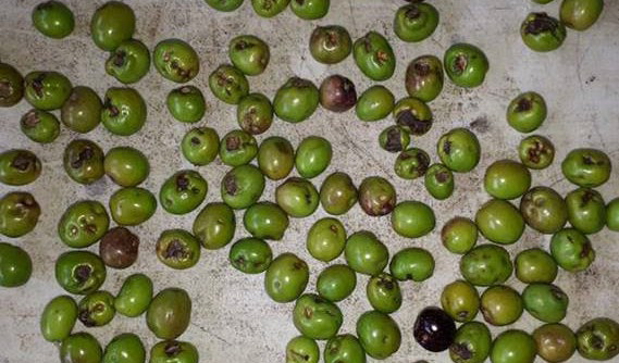 New fungal disease found on olives in Australia