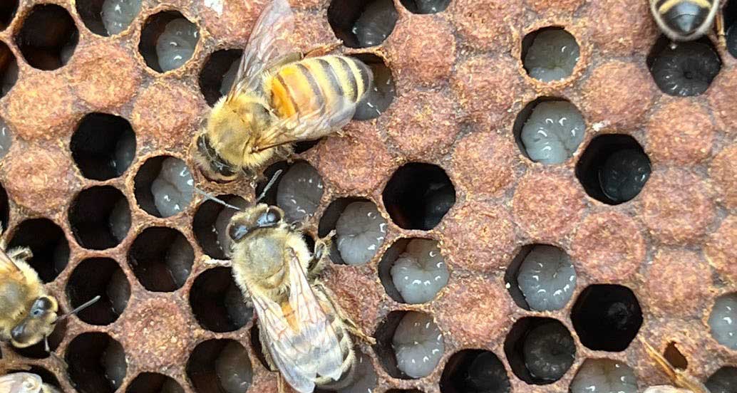Boost for beekeeper’s varroa-monitoring toolkit