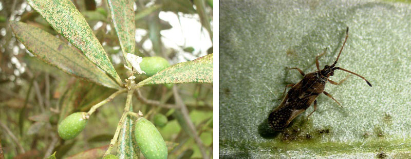 URGENT: Have you got Olive Lace Bug in your grove?