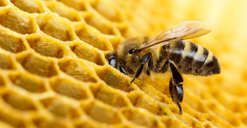 Help identify the best technology to evaluate bee health