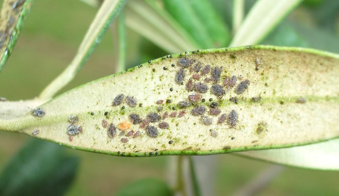 Updates to minor use permit for organic Olive Lace Bug control