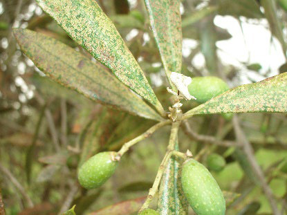 Olive lace bug, Anthracnose … help is at hand for pest and disease management